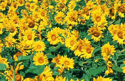 Inner Mongolia, China regained the "battlefield" of sunflower seed industry. Last year, 370300 tons of sunflower seed products were exported